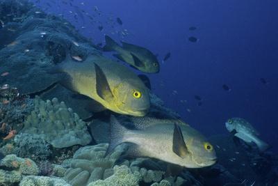 Photographic Print, , small