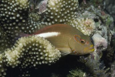 Photographic Print, , small