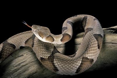 Photographic Print, , small