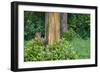 Rainbow Eucalyptus Trees (Eucalyptus Deglupta)-Terry Eggers-Framed Photographic Print