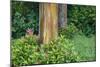 Rainbow Eucalyptus Trees (Eucalyptus Deglupta)-Terry Eggers-Mounted Photographic Print