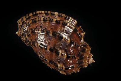 Photographic Print, , small