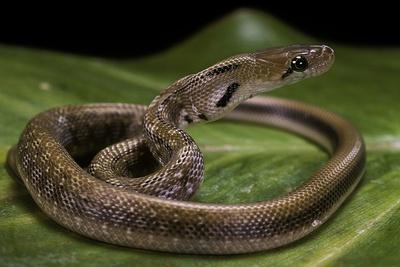 Photographic Print, , small