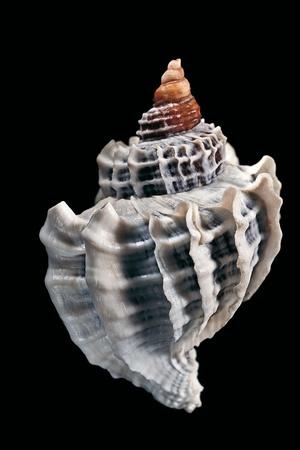 Photographic Print, , small
