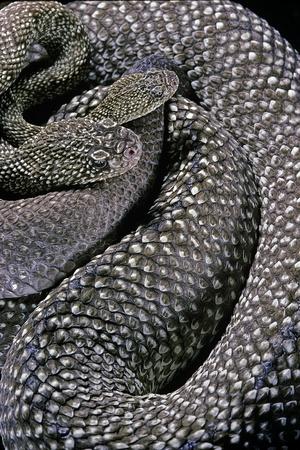 Photographic Print, , small