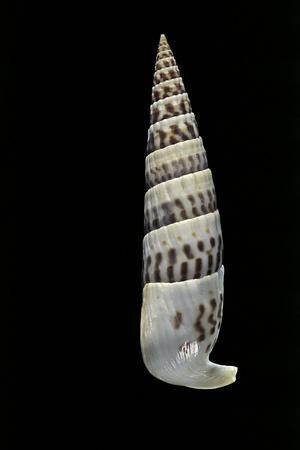 Photographic Print, , small
