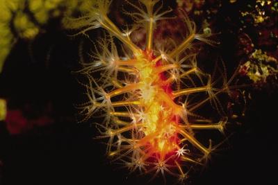 Photographic Print, , small