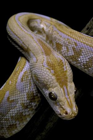 Photographic Print, , small