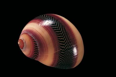 Photographic Print, , small