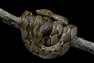 Photographic Print, , small