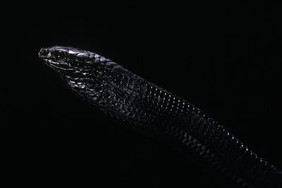 Photographic Print, , small