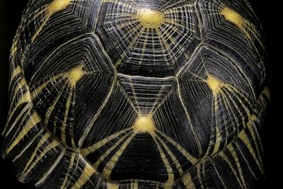 Photographic Print, , small