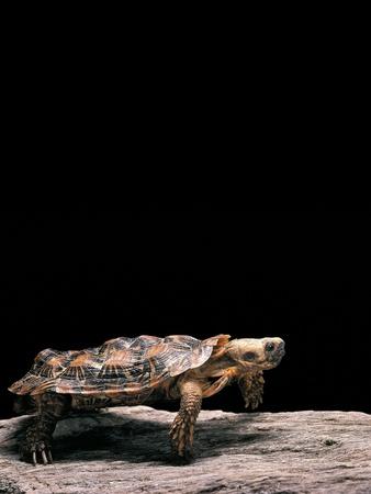 Photographic Print, , small