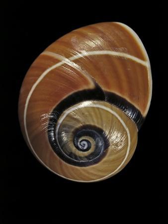 Photographic Print, , small