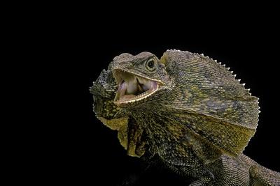 Photographic Print, , small