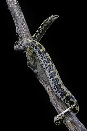 Photographic Print, , small