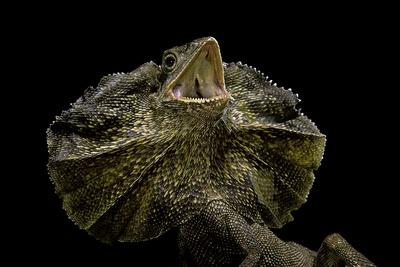 Photographic Print, , small