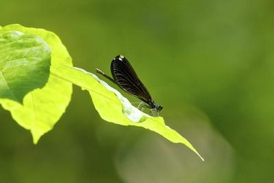 Photographic Print, , small