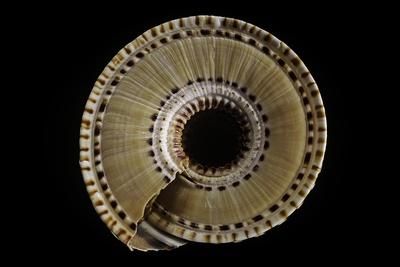 Photographic Print, , small