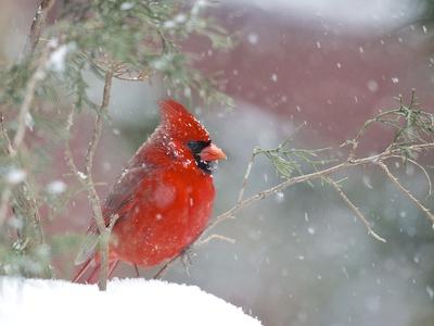 Photographic Print, , small