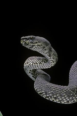 Photographic Print, , small