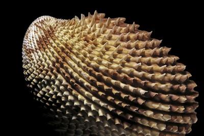 Photographic Print, , small