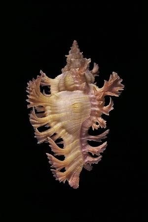 Photographic Print, , small