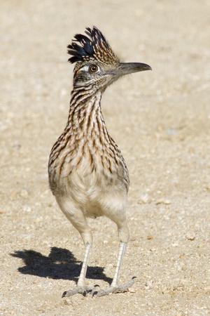 Photographic Print, , small