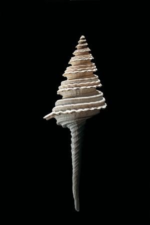 Photographic Print, , small