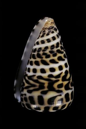 Photographic Print, , small