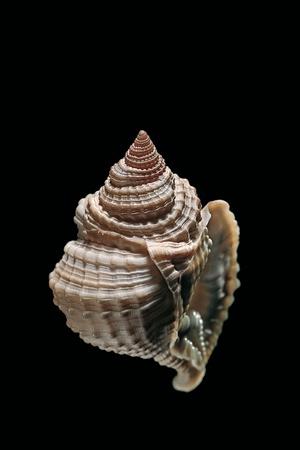 Photographic Print, , small