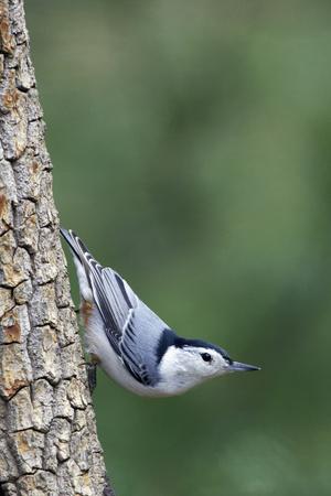 Photographic Print, , small