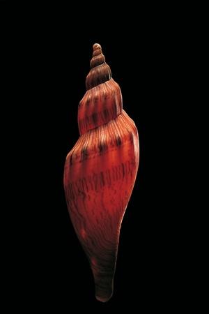 Photographic Print, , small