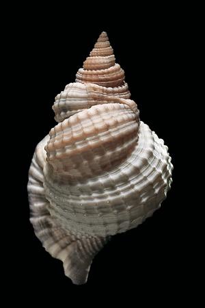 Photographic Print, , small