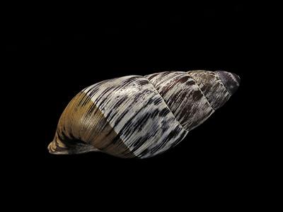 Photographic Print, , small