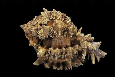 Photographic Print, , small