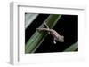 Furcifer Oustaleti (Malagasy Giant Chameleon) - Young-Paul Starosta-Framed Photographic Print