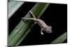 Furcifer Oustaleti (Malagasy Giant Chameleon) - Young-Paul Starosta-Mounted Photographic Print