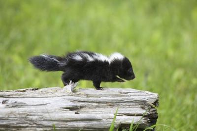 Photographic Print, , small