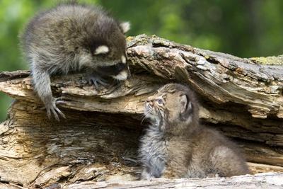 Photographic Print, , small