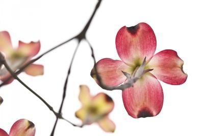 Photographic Print, , small