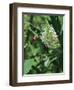 Hummingbird Moth-Gary Carter-Framed Photographic Print