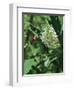 Hummingbird Moth-Gary Carter-Framed Photographic Print