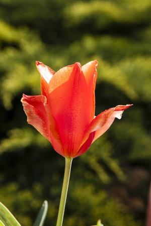 Photographic Print, , small
