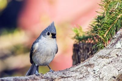 Photographic Print, , small