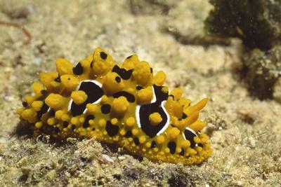 Photographic Print, , small