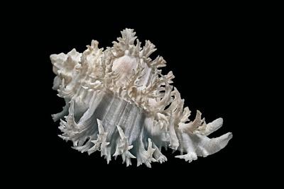 Photographic Print, , small
