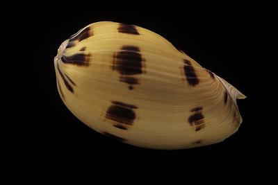 Photographic Print, , small
