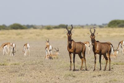 Photographic Print, , small