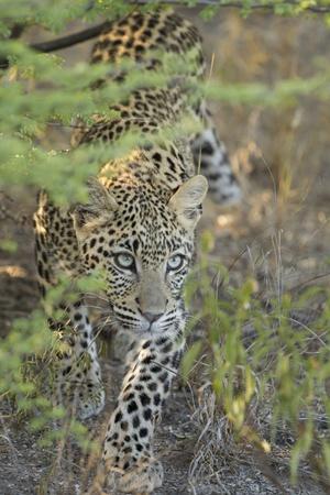 Photographic Print, , small